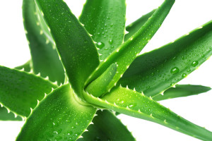 Aloe-Vera-Gel-Benefits